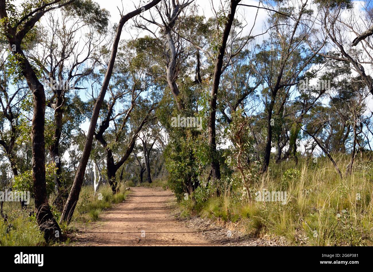 Una vista della campagna dalla passeggiata di Hanging Rock nelle Blue Mountains dell'Australia Foto Stock