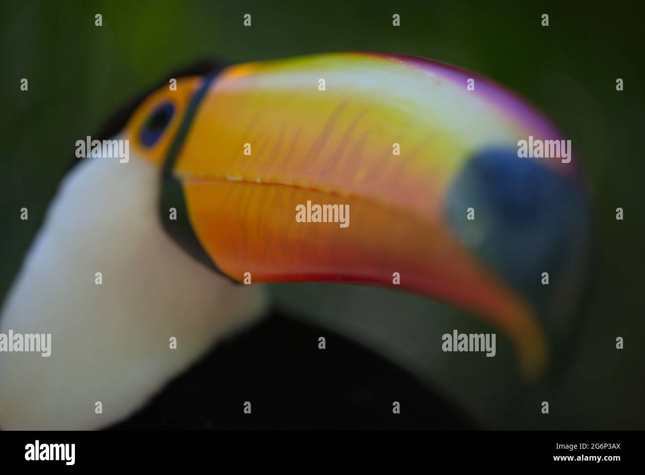 Lato closeup su macro ritratto di Toucan (Ramphastos toco) becco e occhio Brasile Foz do Iguacu, Brasile. Foto Stock