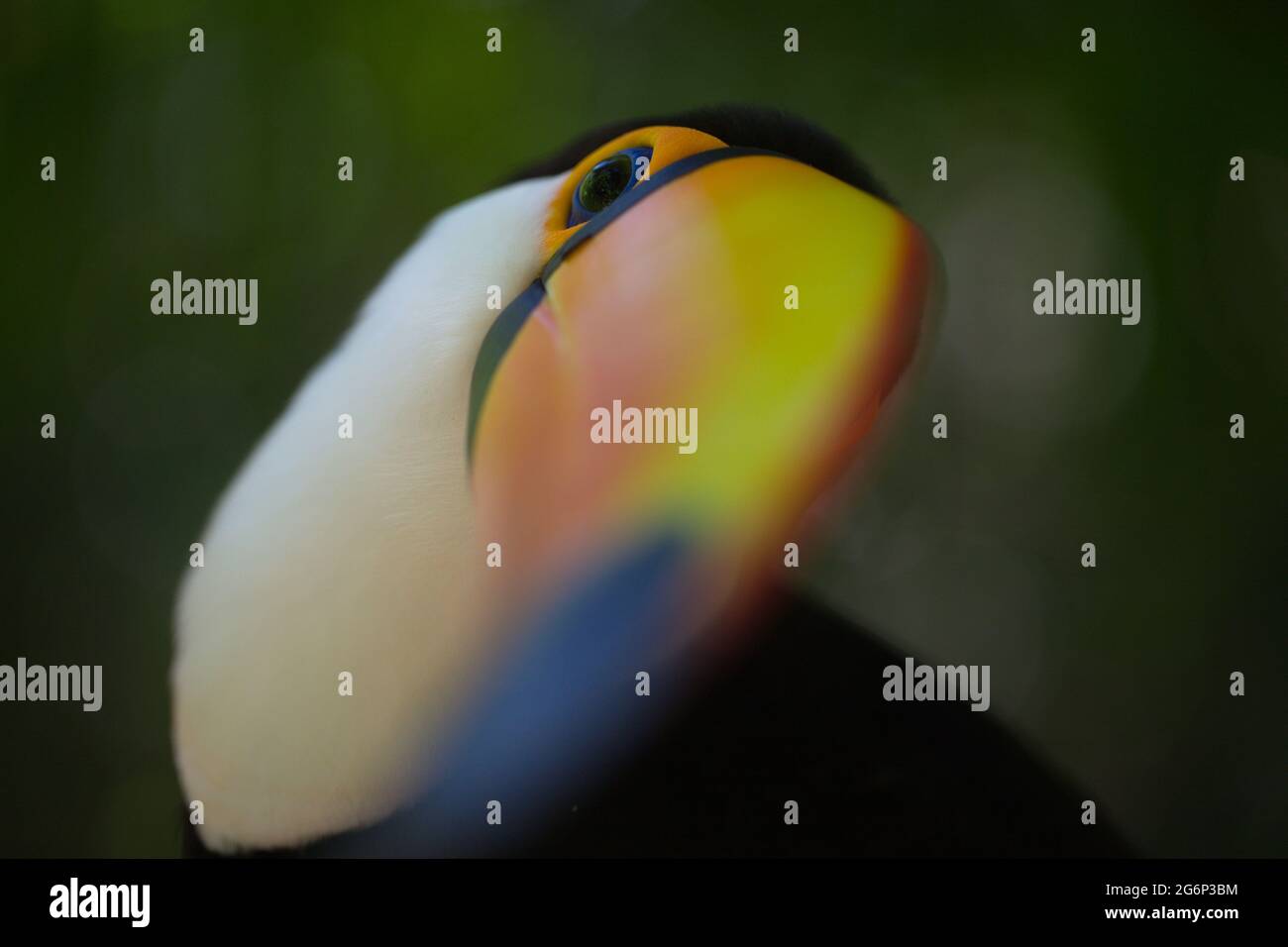 Primo piano su macro ritratto di Toucan (Ramphastos toco) becco e occhio Brasile Foz do Iguacu, Brasile. Foto Stock