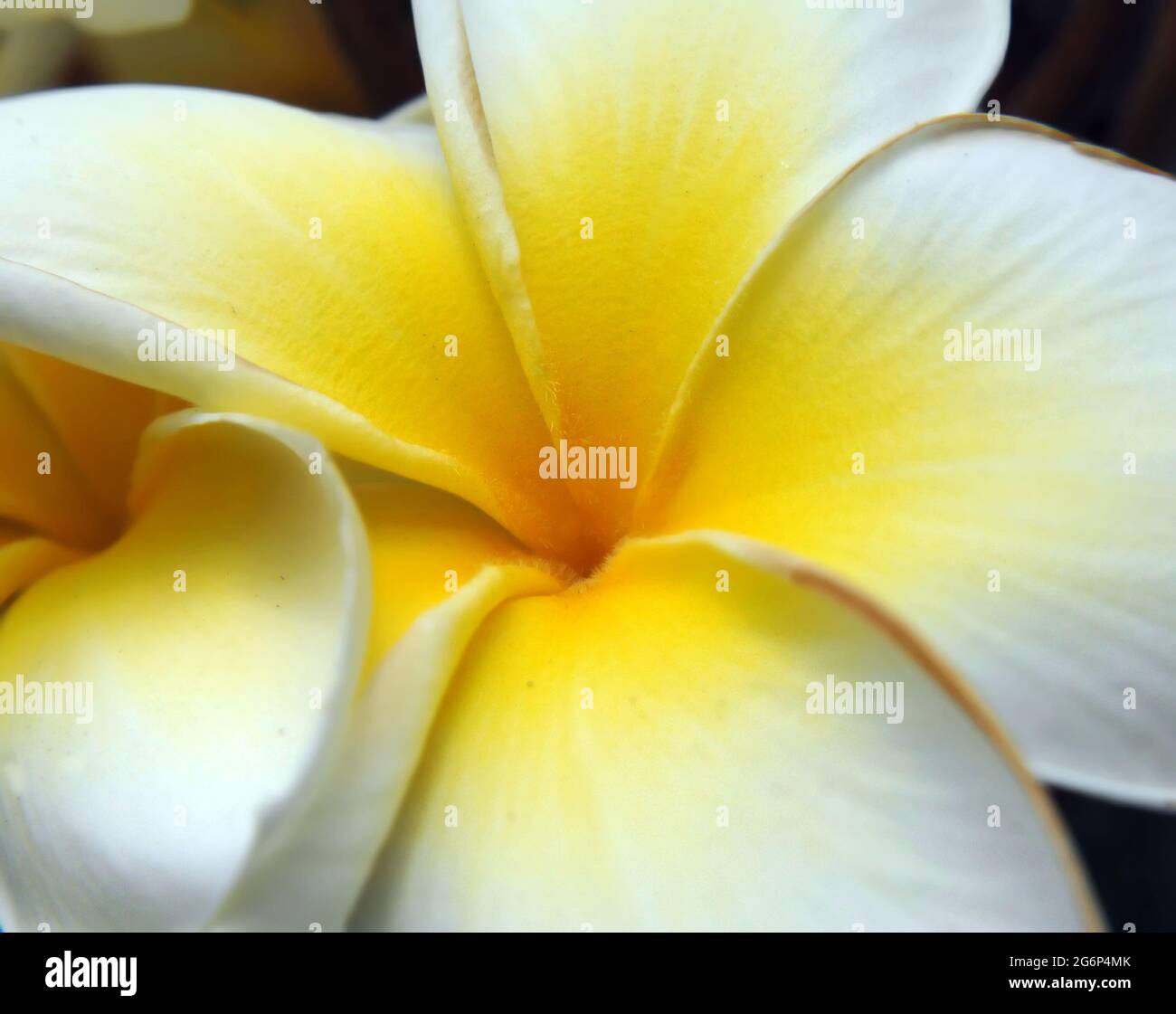 In questo primo piano di una Plumeria Bloom, i petali bianchi e il centro giallo riempiono la cornice. Foto Stock