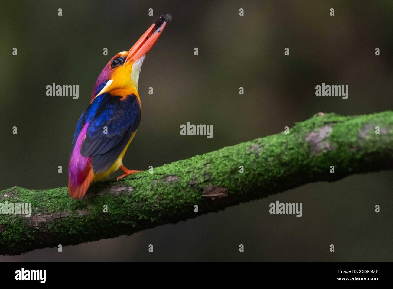 MUMBAI, INDIA - 7 LUGLIO: Oriental Dwarf Kingfisher arroccato su un ramo di albero con un'uccisione in bocca per nutrire i neonati vicino Panvel il 7 luglio 2021 a Mumbai, India. Gli OKF sono gli uccelli più colorati che si trovano in India e sono endemici per i ghat occidentali. In precedenza, si è dovuto viaggiare nella regione di Konkan per vedere queste bellezze, ma ora volano oltre la regione di Konkan venire molto vicino a Mumbai. Migrano dallo Sri Lanka durante il periodo di allevamento nel mese di giugno, durante il quale visitano la regione di Konkan, nell'India sudoccidentale. Anche ora si possono avvistare durante il periodo di riproduzione vicino a Mumbai. Foto Stock