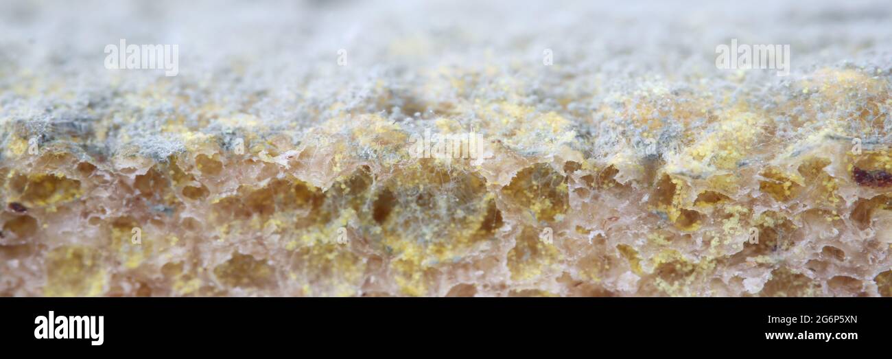 Primo piano di muffa verde su pezzo di pane Foto Stock