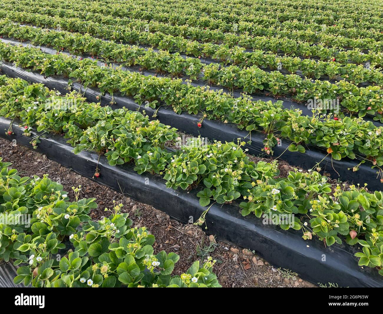Campo di fragole in produzione pronto per la raccolta. Foto Stock