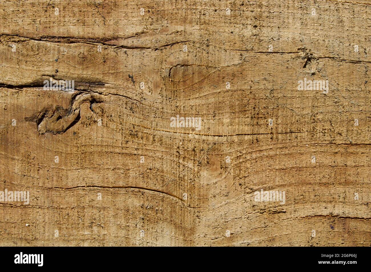 Legno di pino con nodi Foto Stock