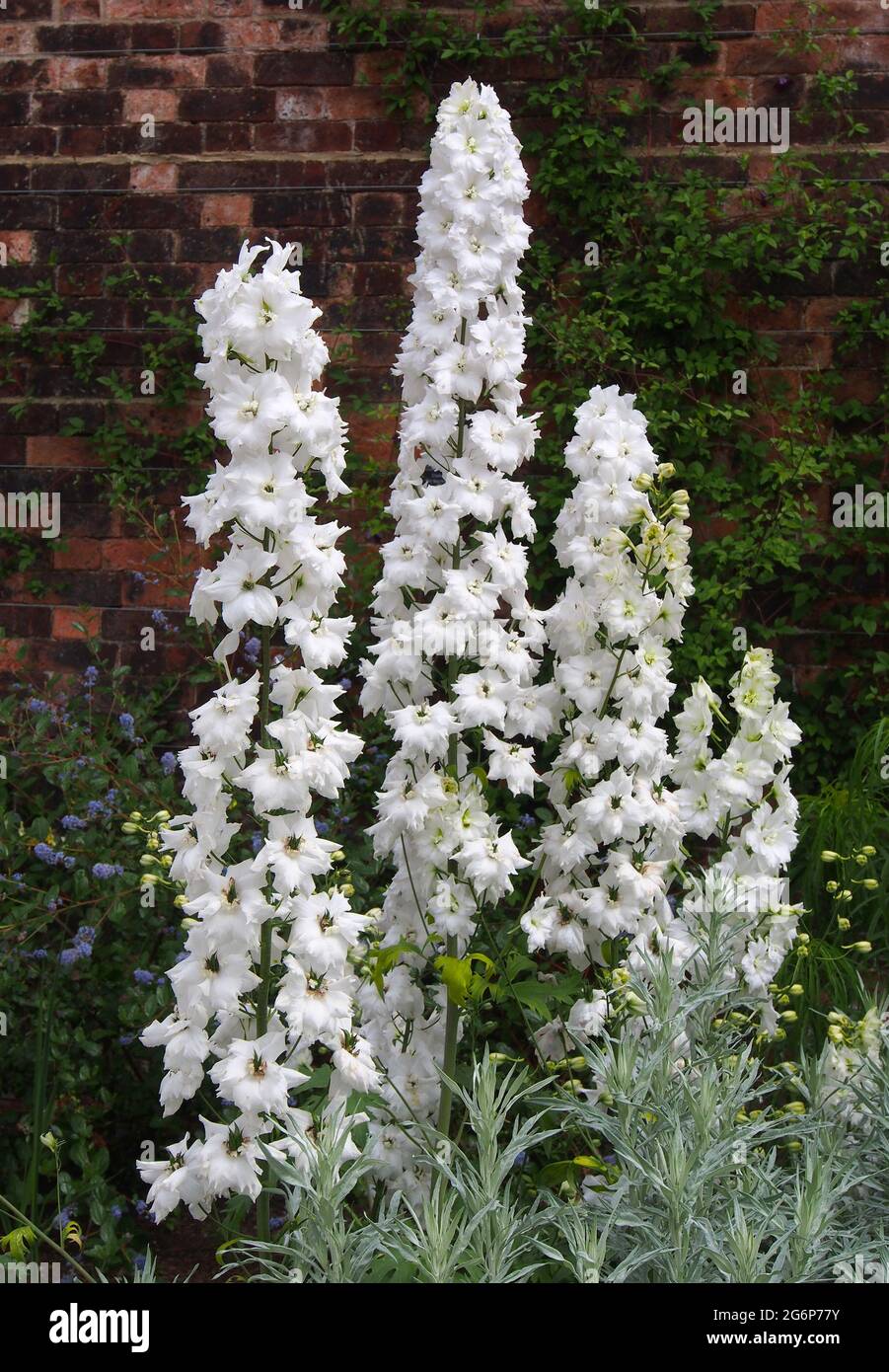 Gruppo della bellissima Delphinium var. Fiori di Costanza Rivett fotografati a luglio nel giardino murato di RHS Bridgewater a Salford, Regno Unito. Foto Stock