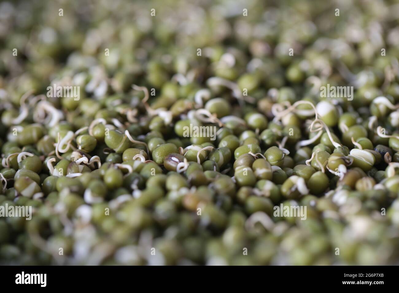 Primo piano di grammi verdi germogliati (moong) o maash. Il fagiolo mungo (Vigna radiata) è coltivato principalmente nell'Asia orientale, nel sud-est asiatico e nel sub indiano Foto Stock