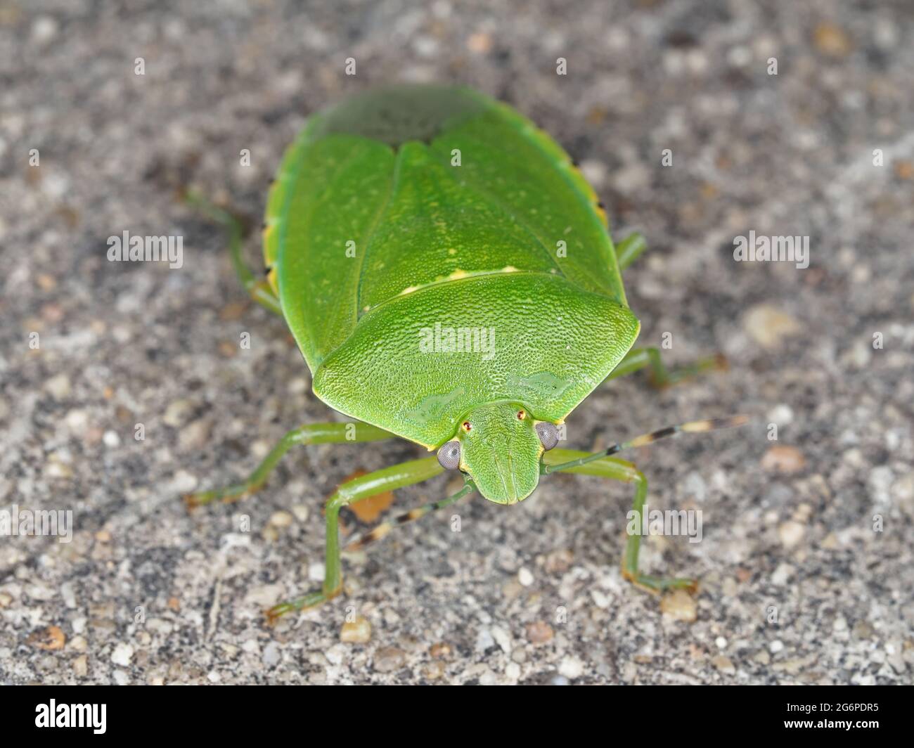 Chinavia hilaris - comune bug verde pupello - macro fotografia Foto Stock