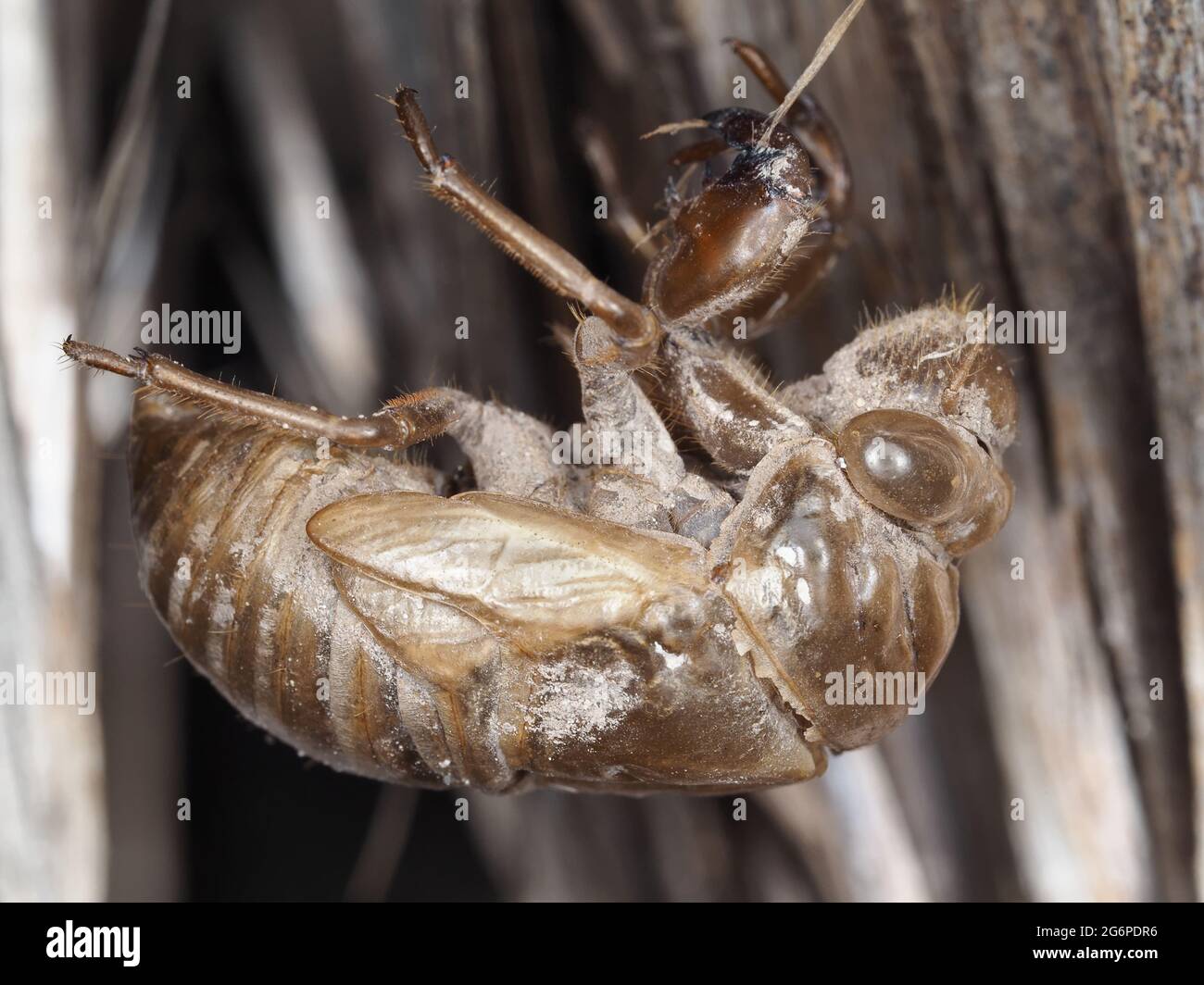 Esoscheletro Cicada - macrofotografia Foto Stock