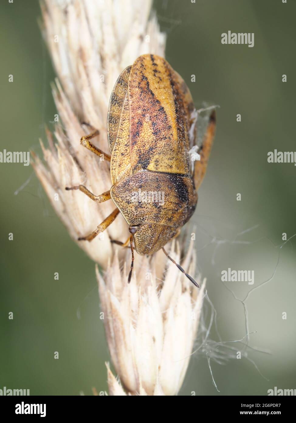 Shield bug, probabilmente Eurygaster sp. Foto Stock