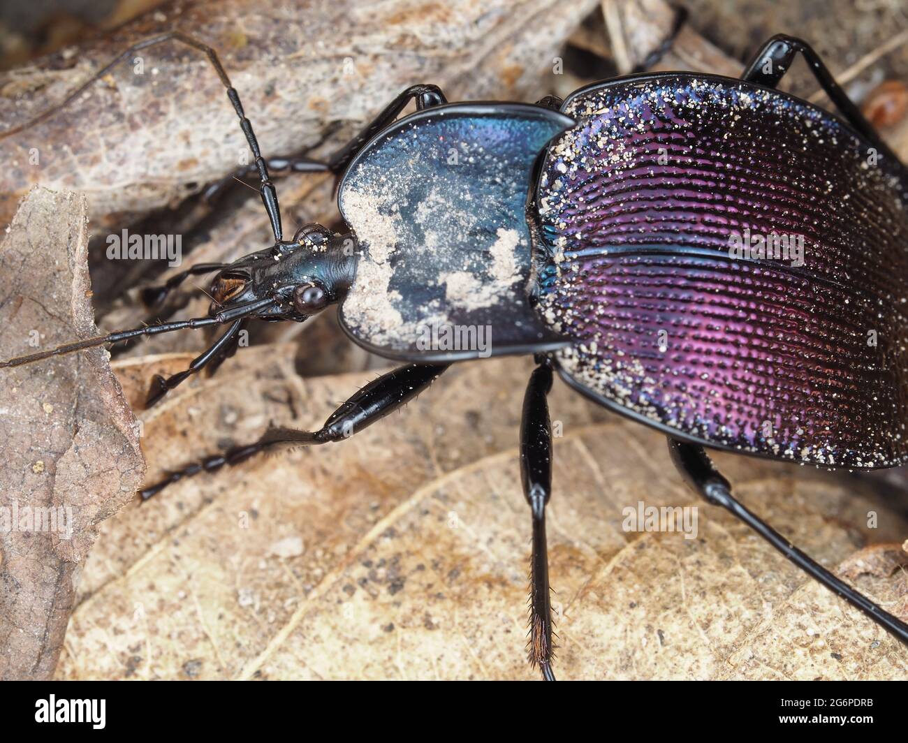 Scarabeo di terra iridescente, forse Scaphinotus sp. Foto Stock