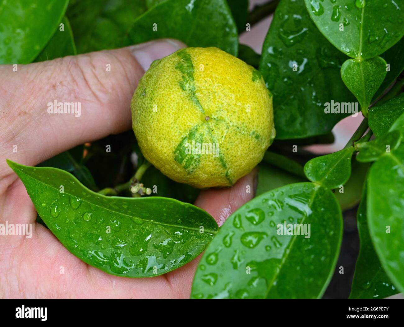 Brieskow Finkenheerd, Germania. 30 giugno 2021. Un frutto della varietà di agrumi Deutsche Landsknichthose (Citrus aurantium fasciata) è visto nel giardino privato di Ralf Mainz. Il giardiniere maestro è pazzo di piante di agrumi. Magonza è stato infettato con il 'virus degli agrumi' attraverso il suo lavoro come giardiniere capo nel giardino barocco del monastero Neuzelle. (A dpa-Korr 'quando il 'virus degli agrumi' cattura il giardiniere principale') credito: Patrick Pleul/dpa-Zentralbild/dpa/Alamy Live News Foto Stock