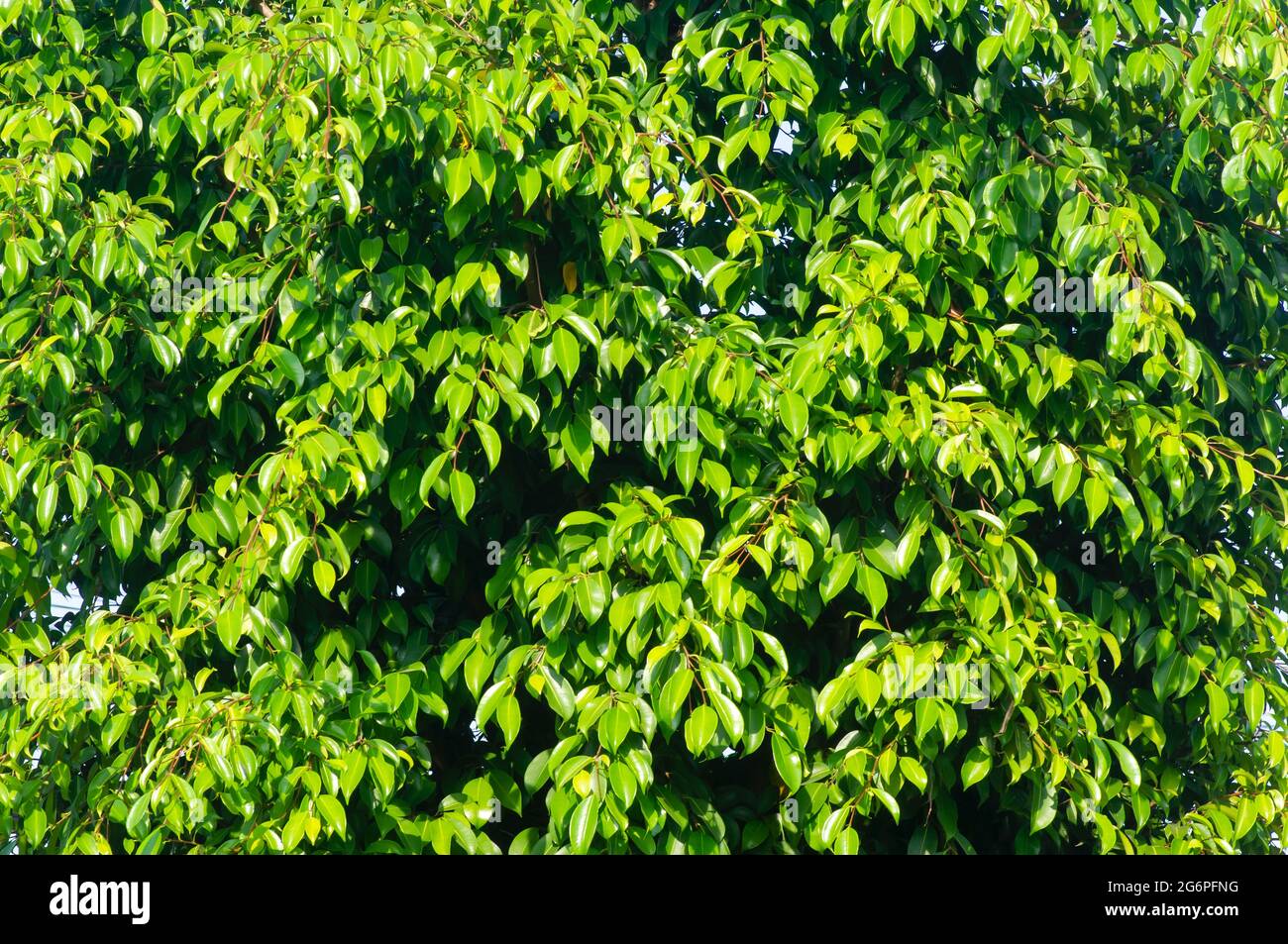 Beringin (Ficus benjamina) lascia texture per sfondo naturale e carta da parati Foto Stock