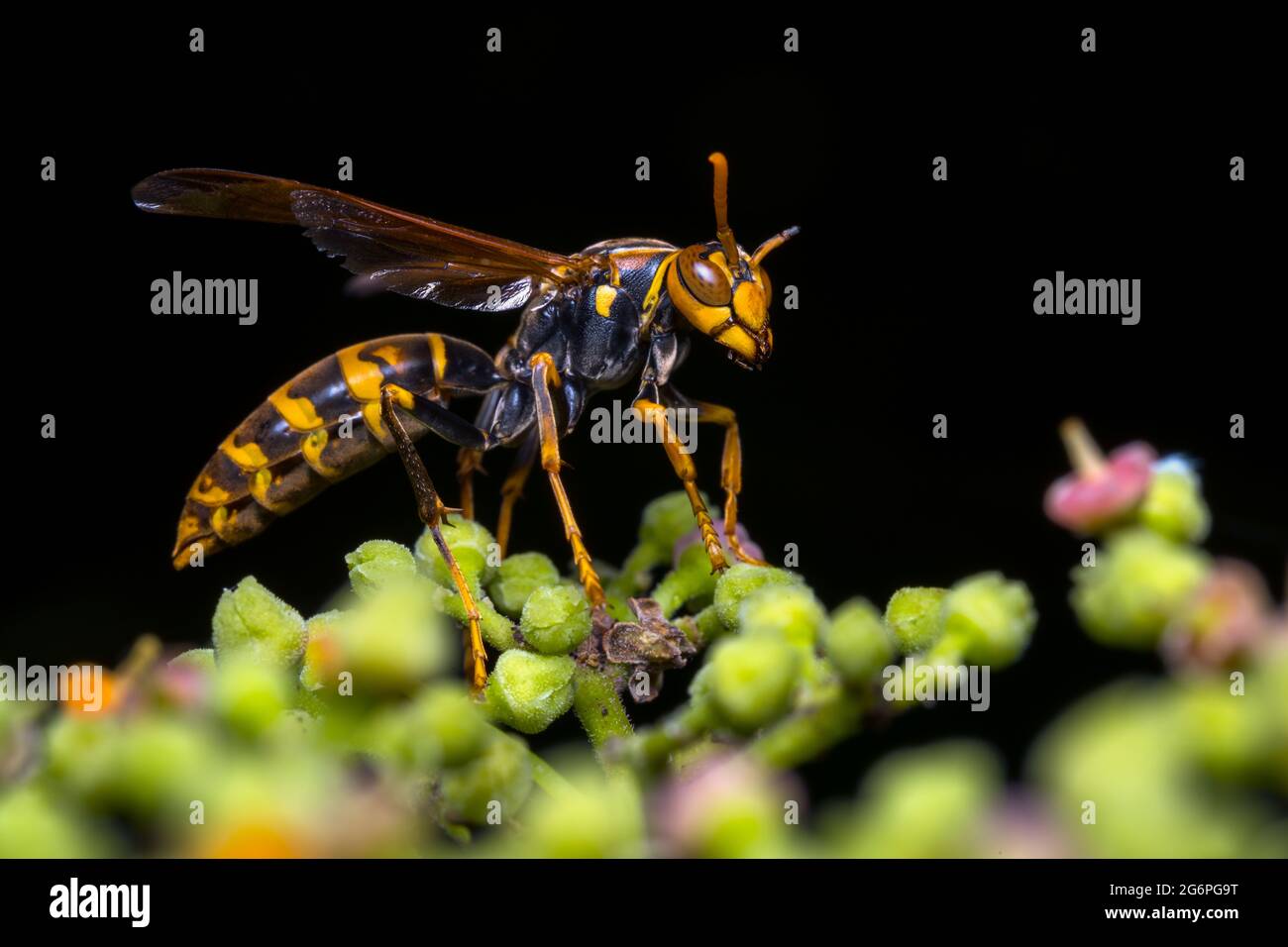 La carta comune wasp in squisito dettaglio Foto Stock