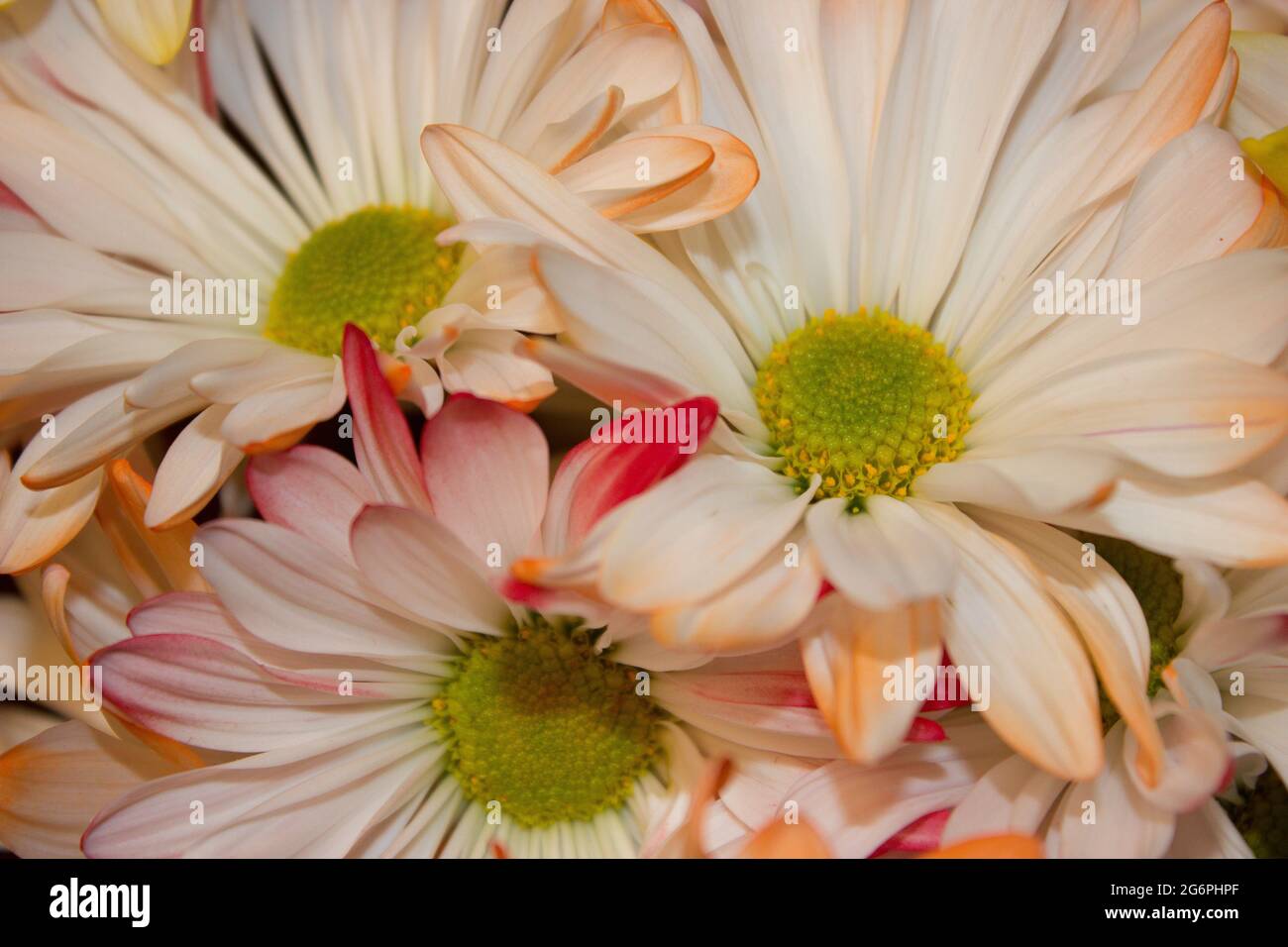 primo piano di bouquet di fiori margherita di colore bianco e rosso e giallo Foto Stock