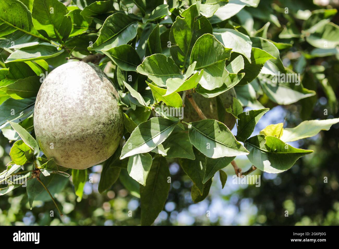 Frutta di mela di legno sul ramo dell'albero, frutta tropicale Foto Stock