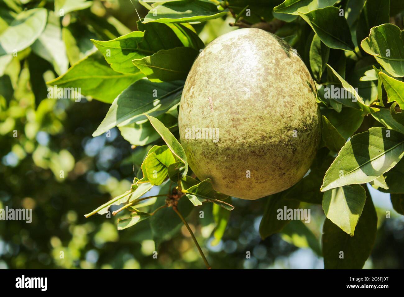 Frutta di mela di legno sul ramo dell'albero, frutta tropicale Foto Stock