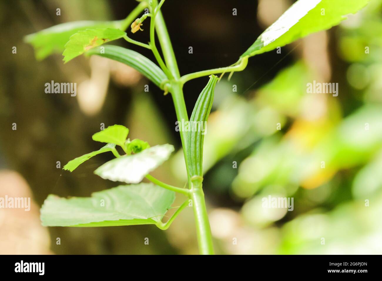 Fotografia di frutta di pianta di iuta in natura, nuova immagine di riserva di pianta di iuta. Foto Stock