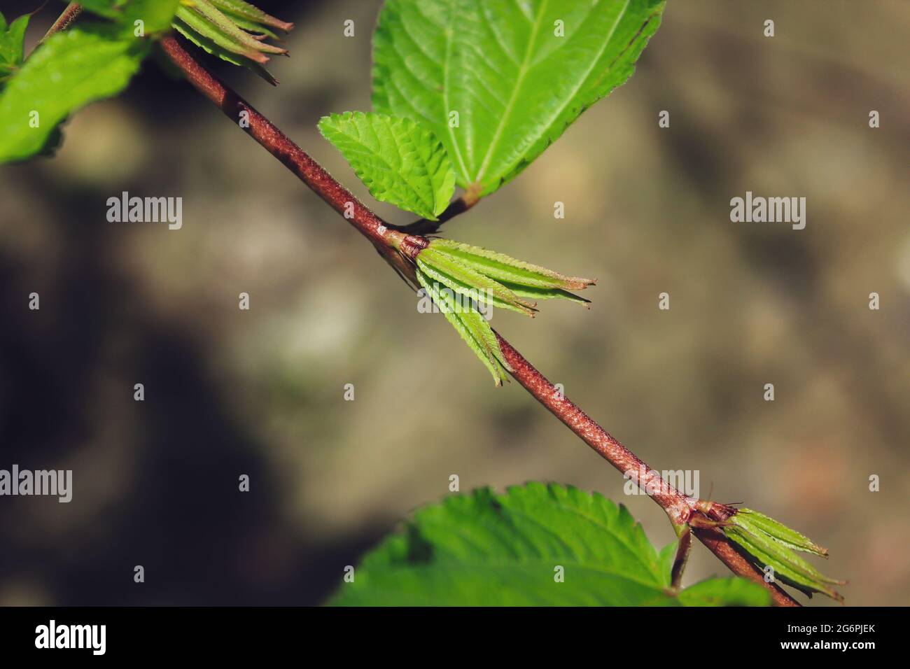 Fotografia di frutta di pianta di iuta in natura, nuova immagine di riserva di pianta di iuta. Foto Stock