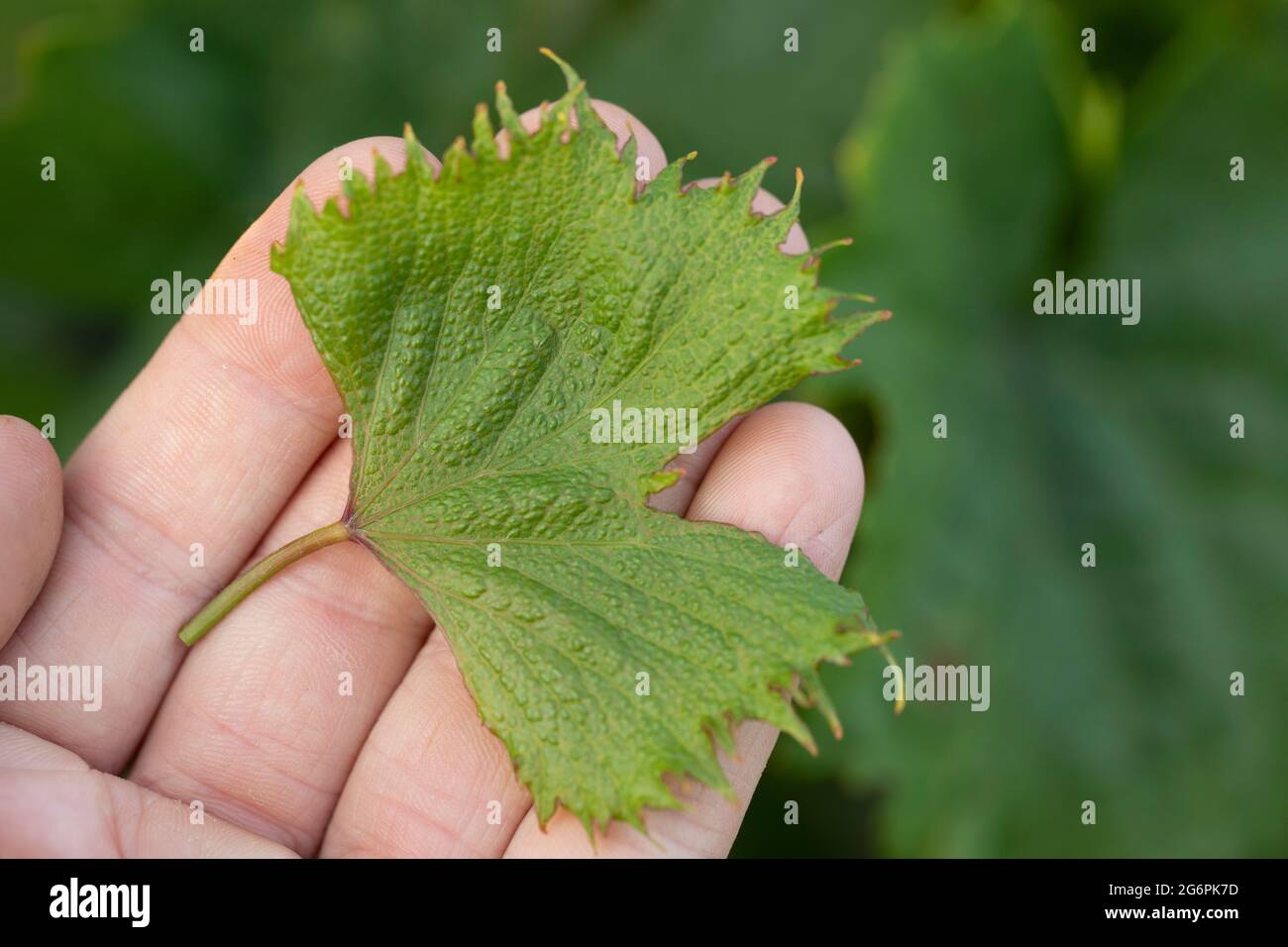 strizzatura a ventaglio delle foglie d'uva come segno di bruciatura erbicida. Danni alle piante d'uva da parte dei regolatori della crescita degli erbicidi Foto Stock