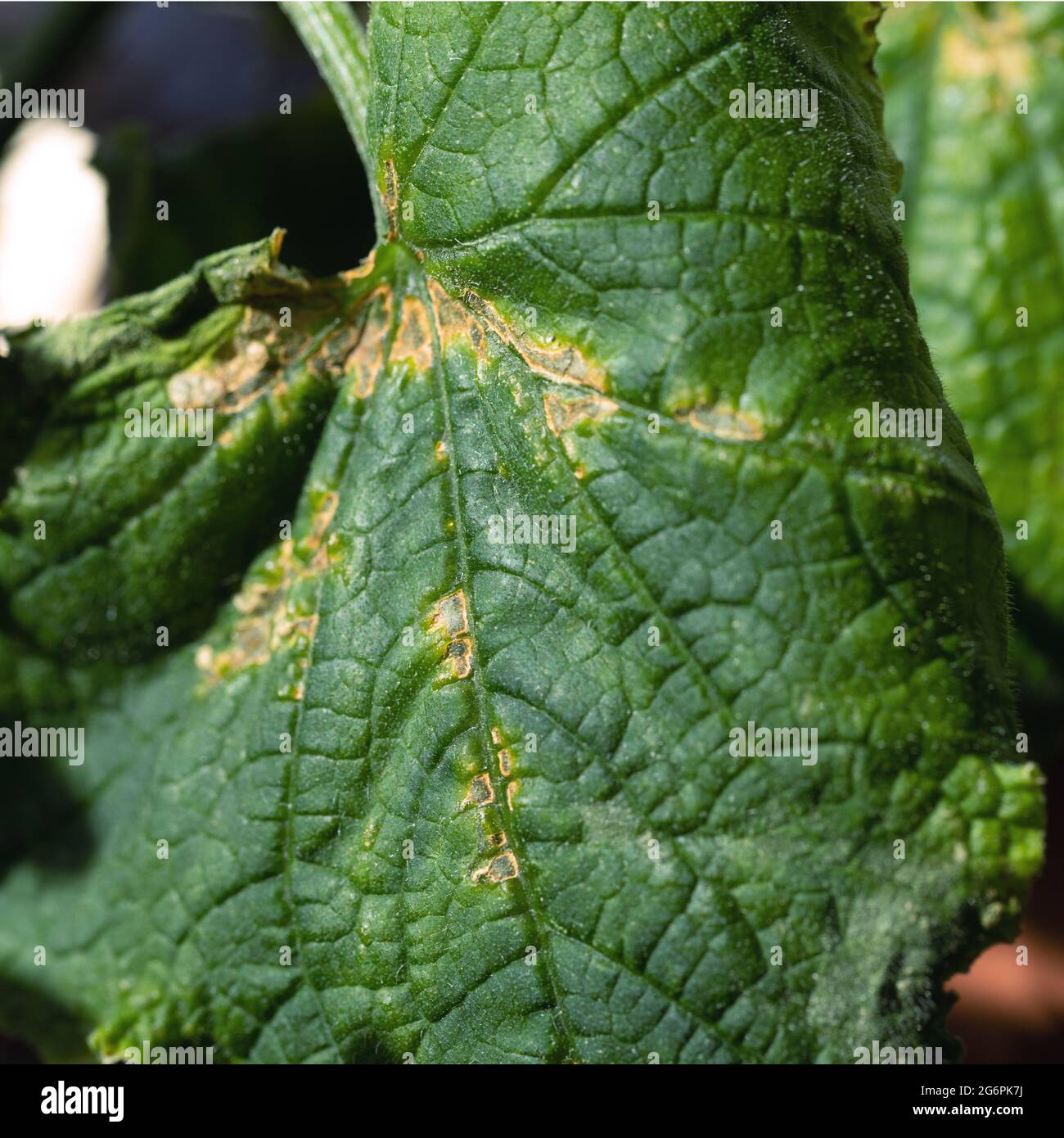La macchia di olive è malattia fungina di pianta della famiglia della zucca che è causata da fungo fitopatogeno patogeno Cladosporium cucumerinum. Foto Stock