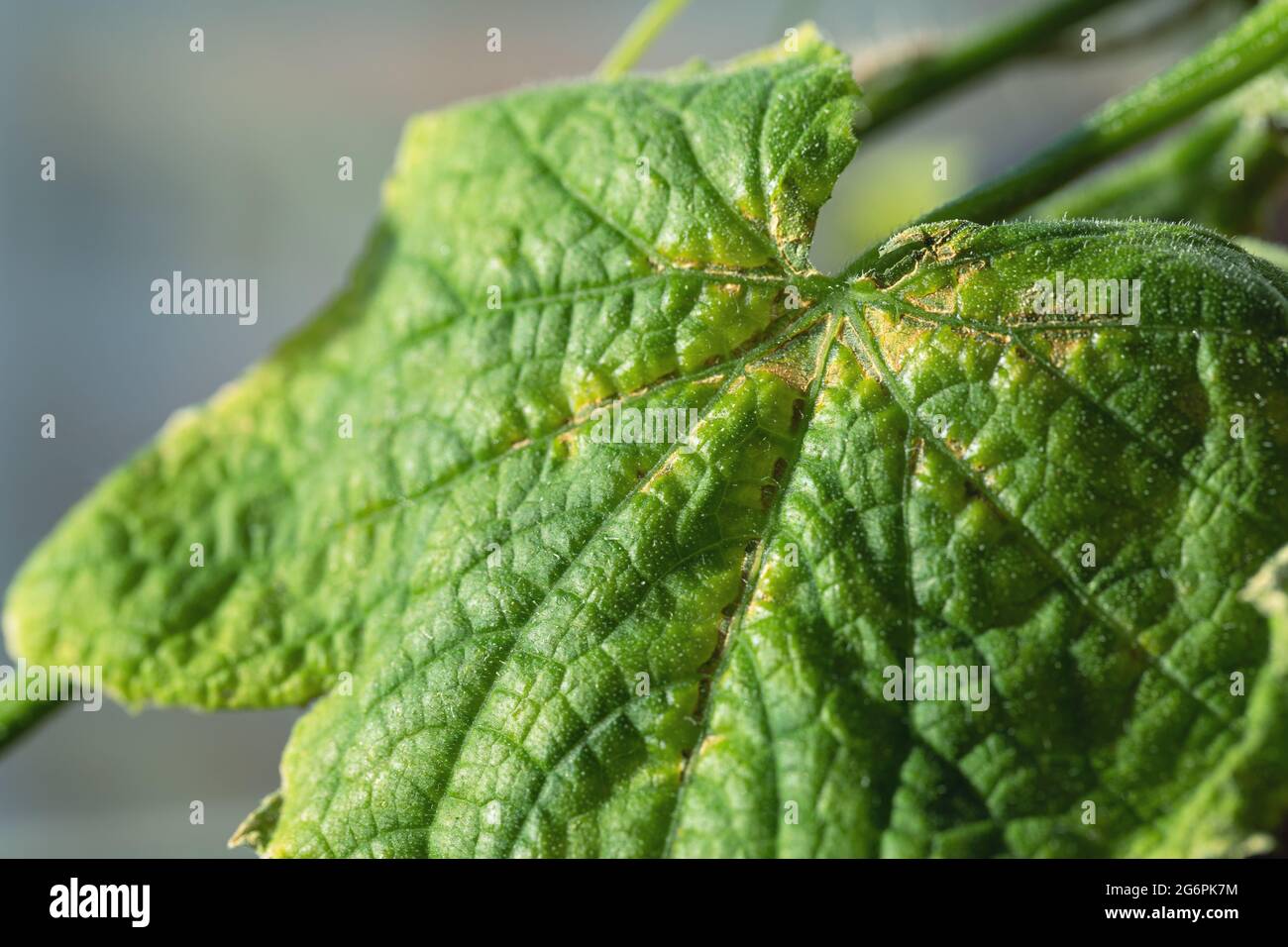 Clorosi su foglie di cetriolo bersaglio foglia macchia malattia su cetriolo. Pianta di cetriolo colpito da malattie di clorosi in giardino o serra. Foto Stock