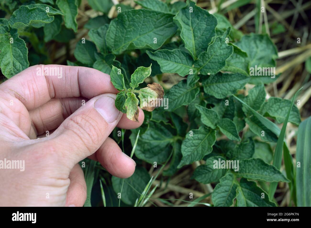 Cespuglio di patate con macchie marroni e gialle sul fogliame, problema fungino. Phytophthora è una malattia che causa la macchia sulle foglie della famiglia Solanaceae. Foto Stock