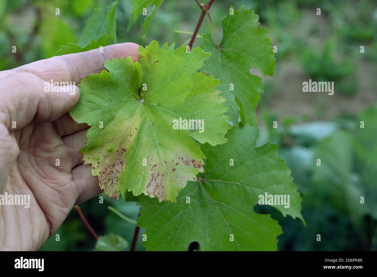 Uomo mano tenere macchie giallo chiaro su foglie di uva, pianta affetta da malattia fungina alternariosi. Foto Stock