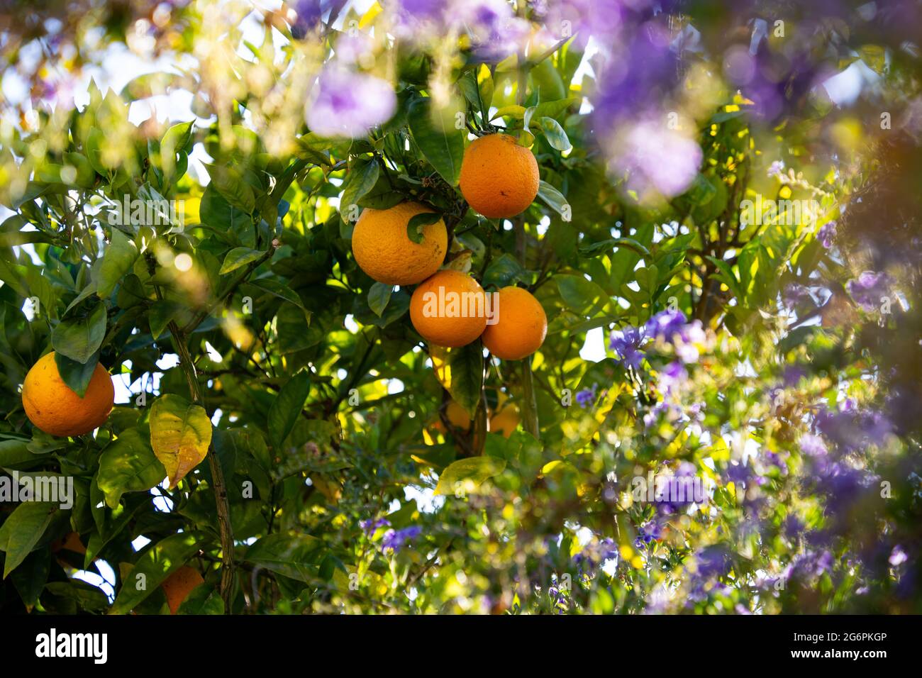 Le arance in una struttura ad albero Foto Stock