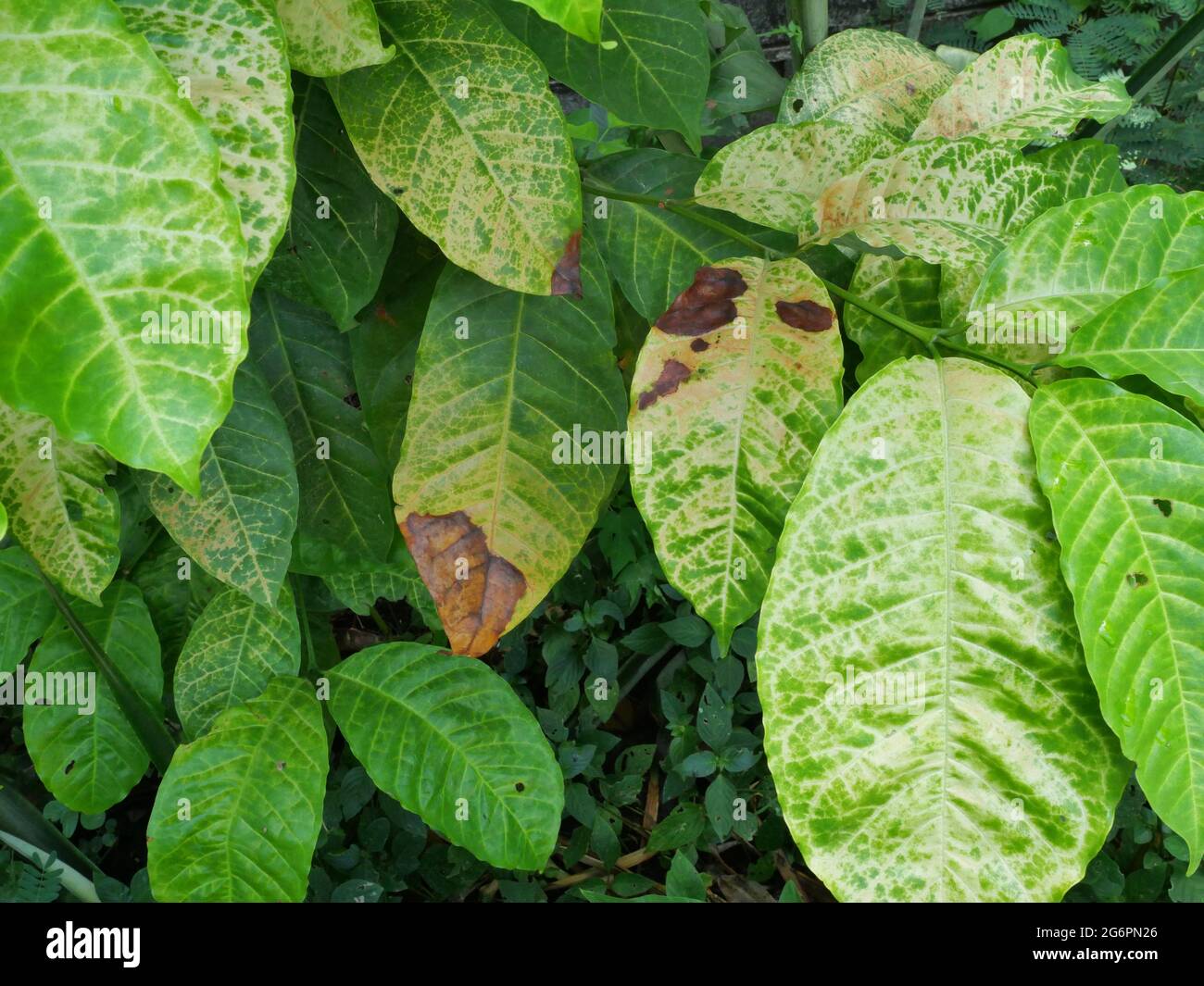 Marrone e giallo danno da antracnosio sulla foglia verde di robusta pianta  del caffè albero, malattie delle piante che danneggiano l'agricoltura Foto  stock - Alamy