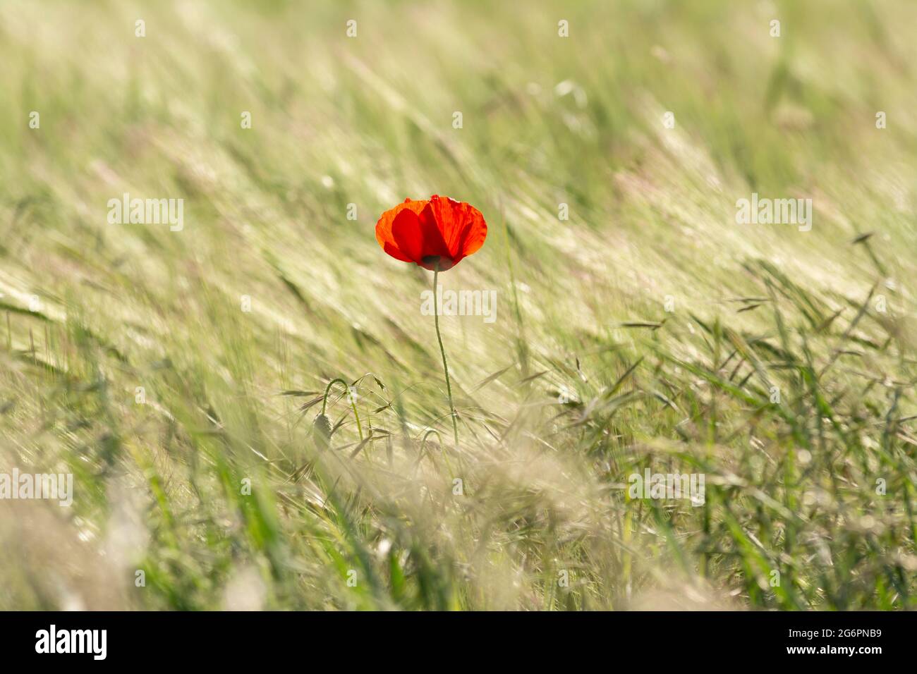 Un papavero rosso solitario si erge vibrante contro un campo di erba alta sotto la luce del giorno Foto Stock