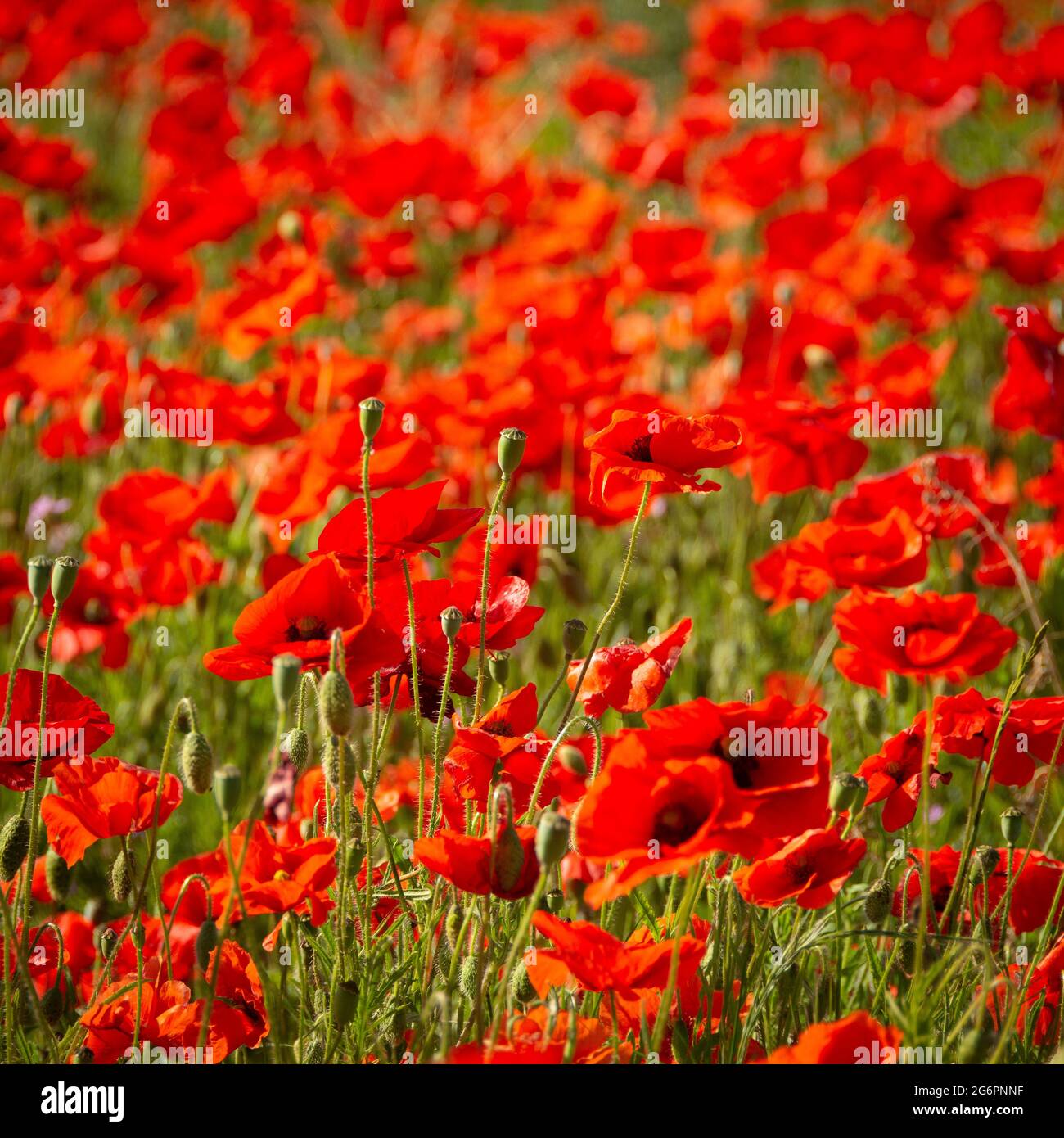 Rosso fiori di papavero comune che splenuda sotto il sole Foto Stock