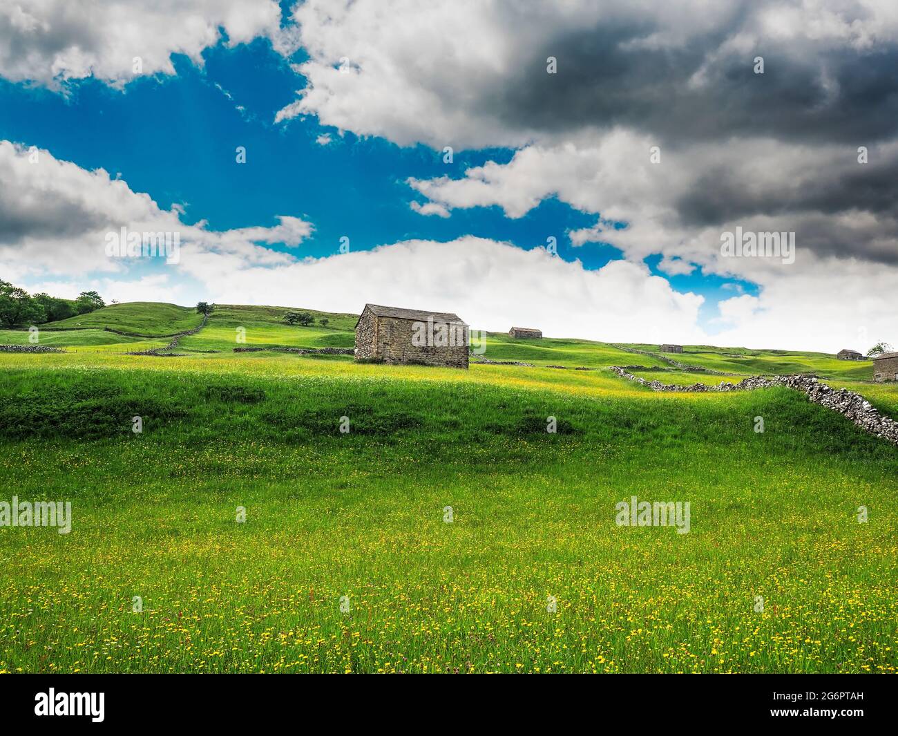 Buttercups in un prato con fienili e pareti di pietra a secco e cieli nuvolosi. Un giorno estivo. Yockenthwaite. Yorkshire Dales National Park. Foto Stock