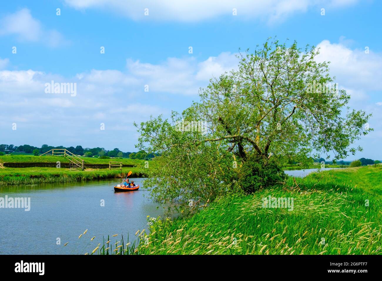 Canoista sul fiume Rother, Kent, Regno Unito Foto Stock