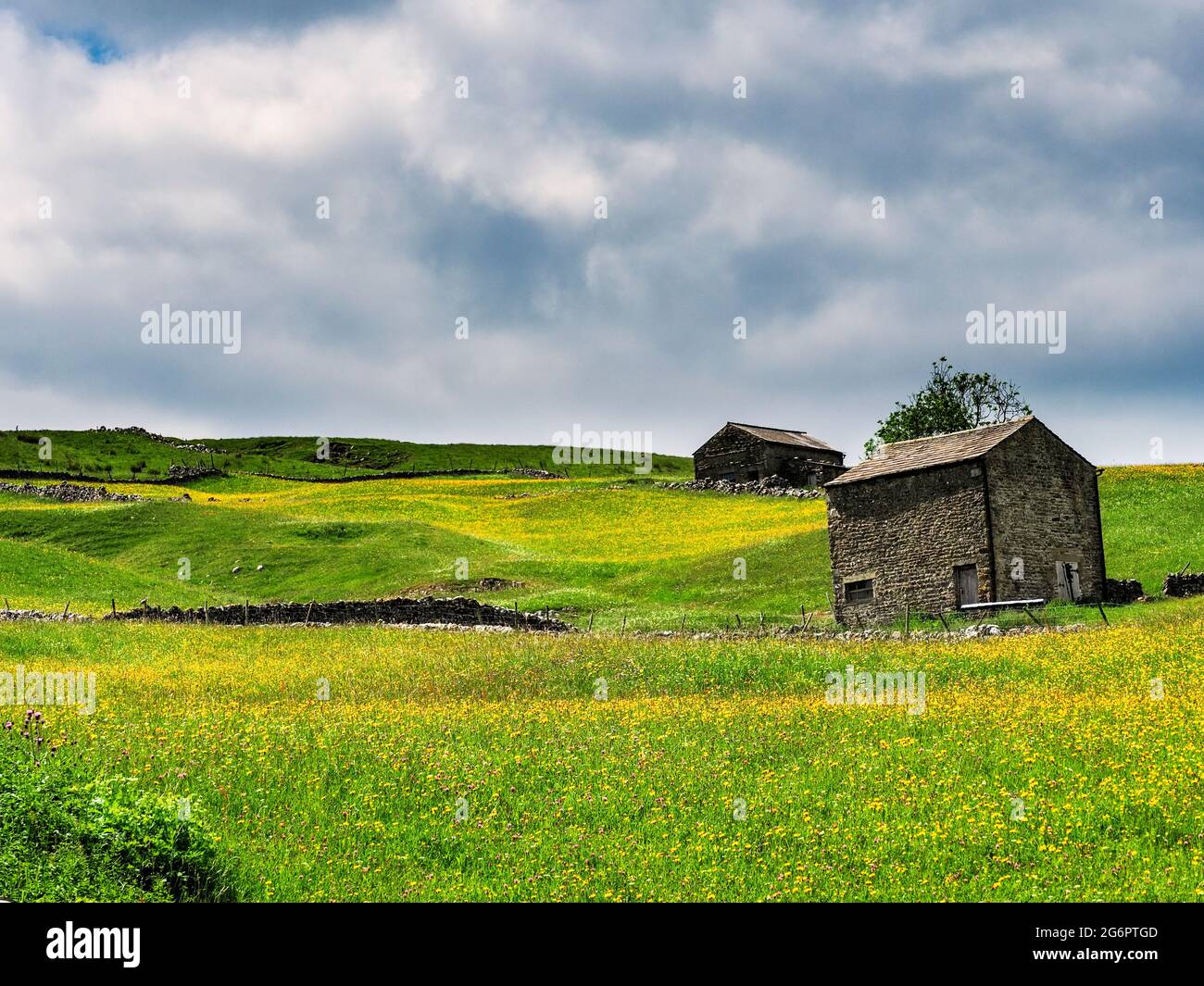 Buttercups in un prato con fienili e pareti di pietra a secco e cieli nuvolosi. Un giorno estivo. Yockenthwaite. Yorkshire Dales National Park. Foto Stock