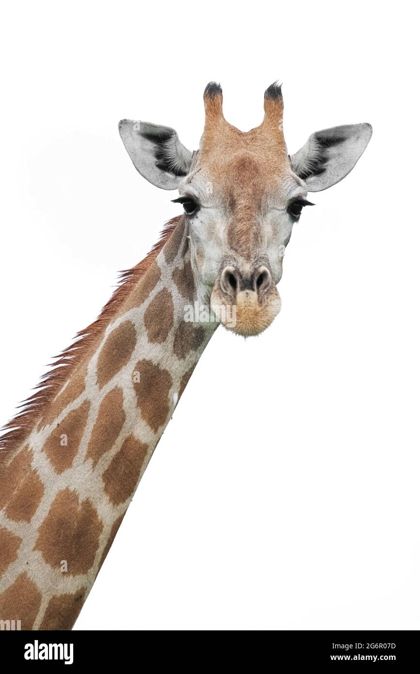 Giraffe (Giraffa camelopardalis) ritratto viso testa. Sfondo bianco. Parco Nazionale di Etosha, Namibia, Africa Foto Stock