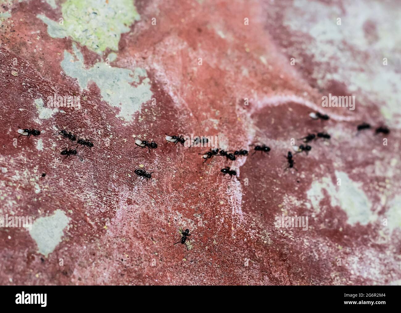 Attività di formica del giardino nero. Conosciuto anche come la formica nera comune. Questi insetti vivono solitamente in colonie. Le piccole formiche nere stanno aiutando a portare il cibo. Foto Stock