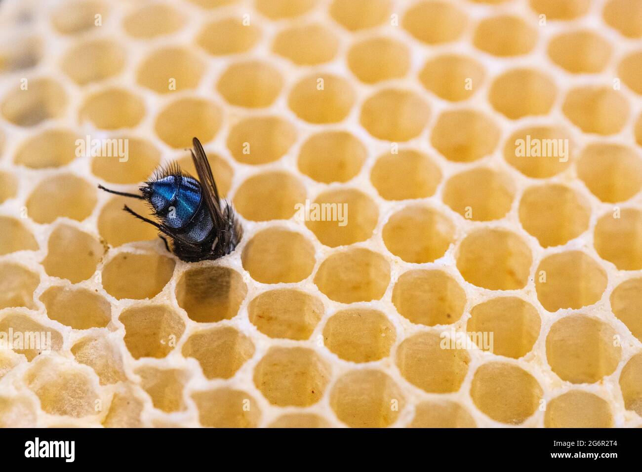 Bluebottle si è bloccato velocemente nel nido d'ape selvaggio. Crisi di identità o i salari di avidità. Foto Stock