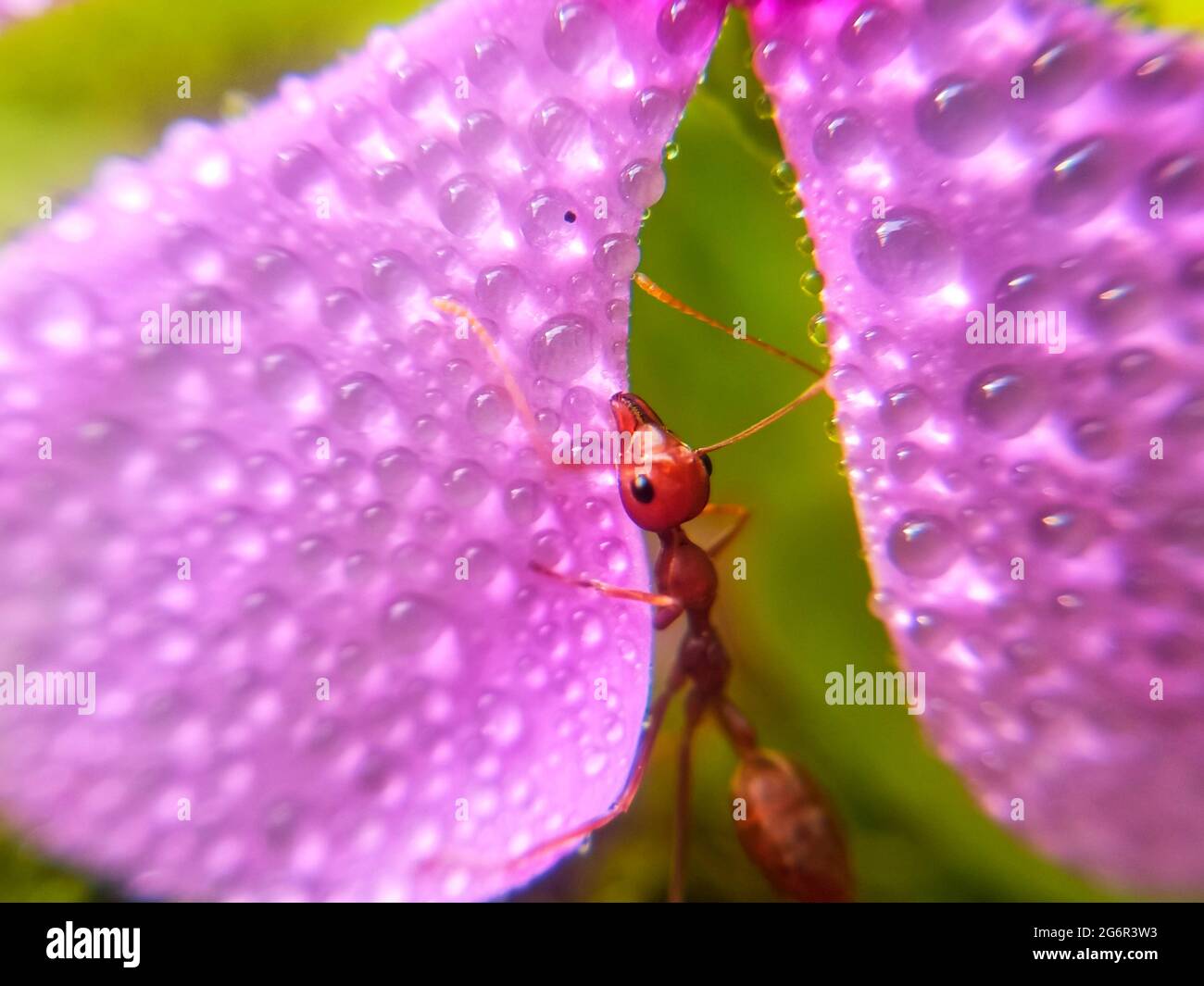 Formica rossa che raccoglie l'acqua sui petali di fiore con sfondo verde. Macro insetto di natura. Gocce di rugiada sui petali di fiori. Foto Stock