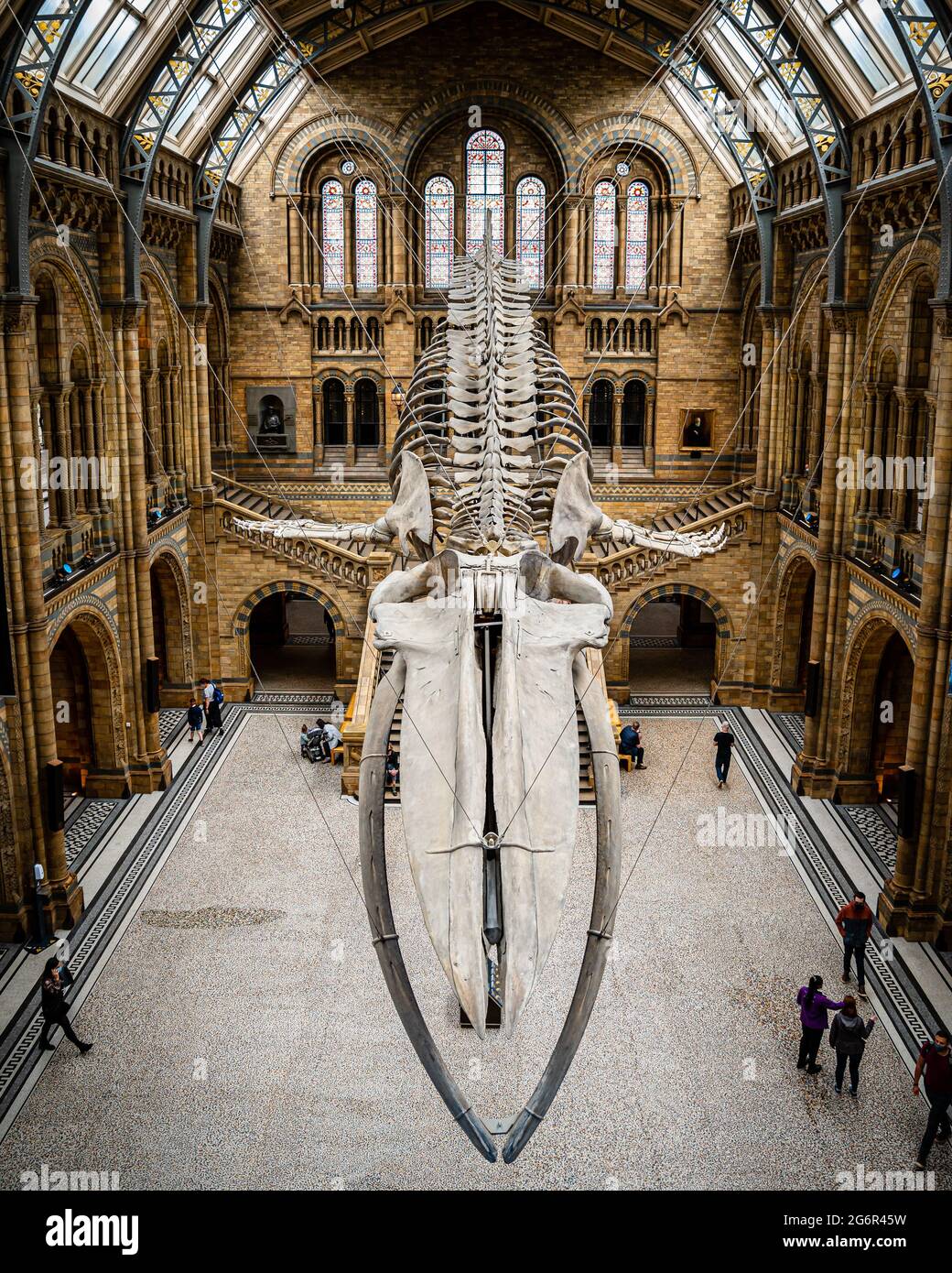 Museo di Storia Naturale Foto Stock