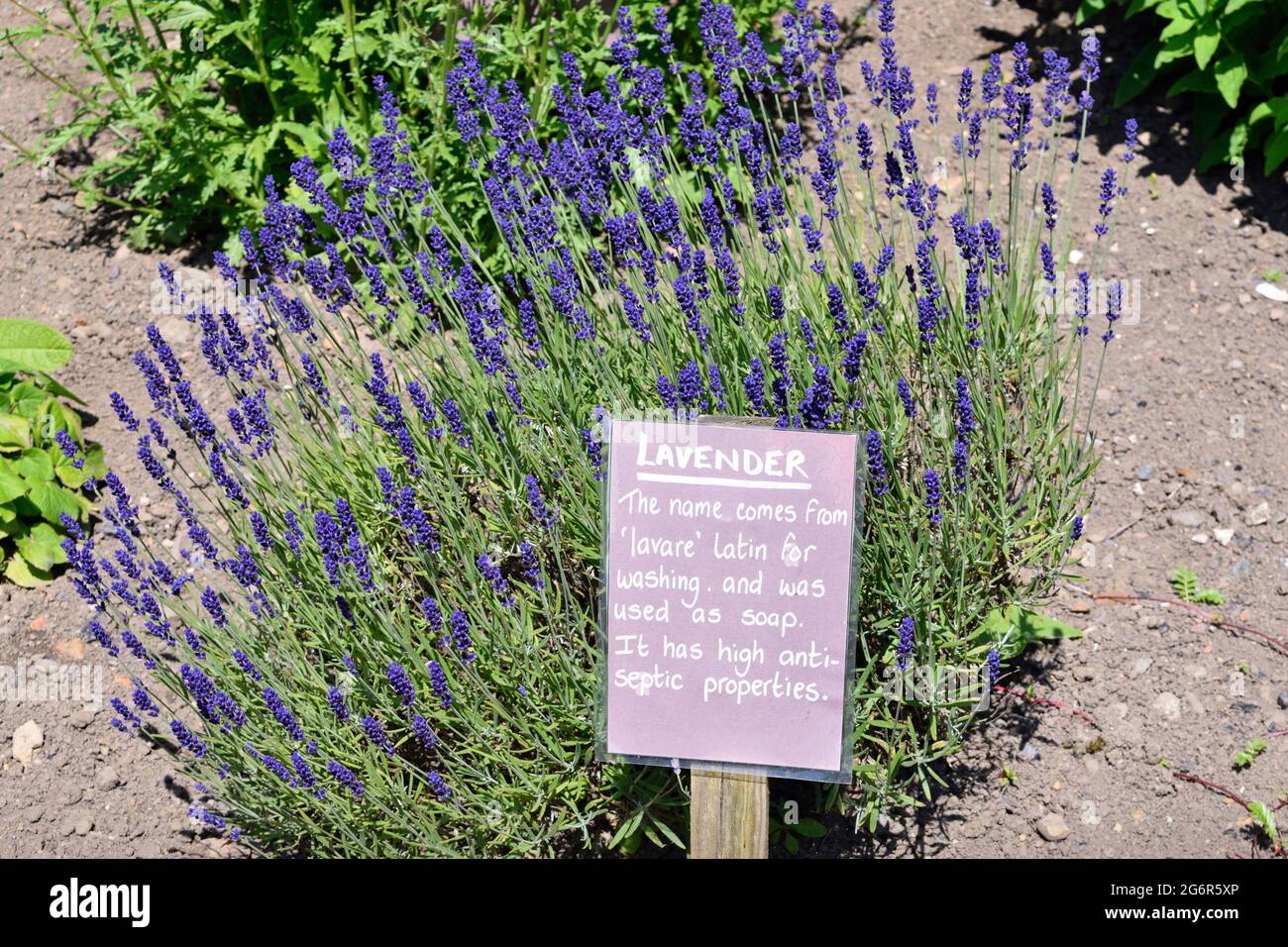 Una pianta di lavanda con un cartello che ne illustra i principali usi e proprietà; Foto Stock