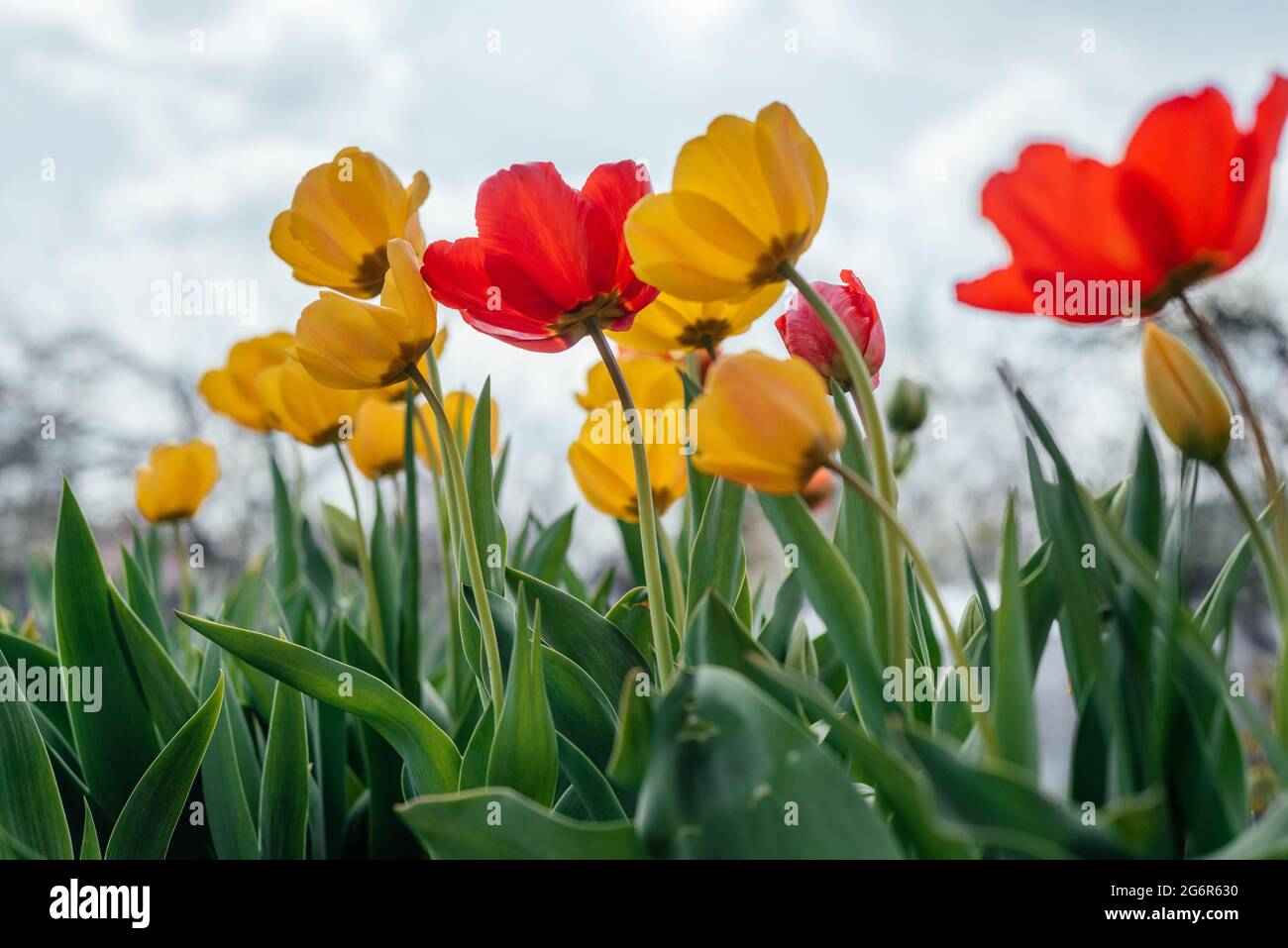 Tulipani rossi e gialli che ondeggiano nel vento contro un cielo blu nuvoloso Foto Stock