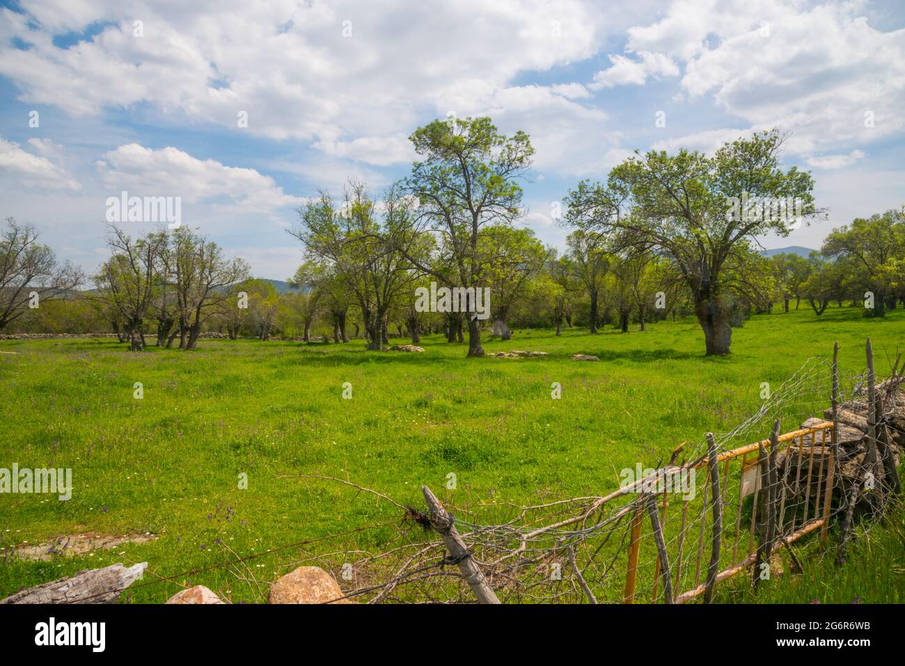 Prato. Pinilla de Buitrago, provincia di Madrid, Spagna. Foto Stock