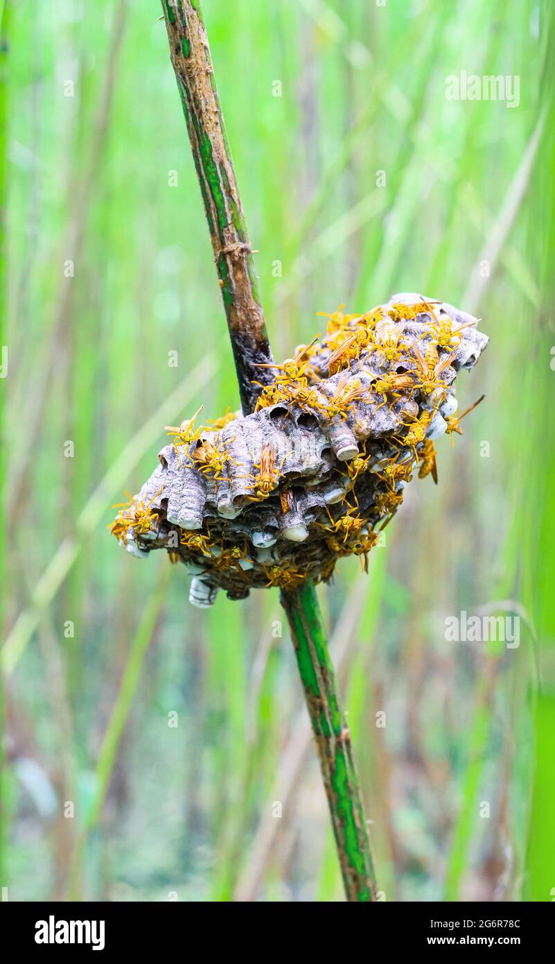 Primo piano su hornet con nido. Vespe nel nido. Un nido di hornet che è ampiamente distribuito. Nido di vespe tropicale. Foto Stock