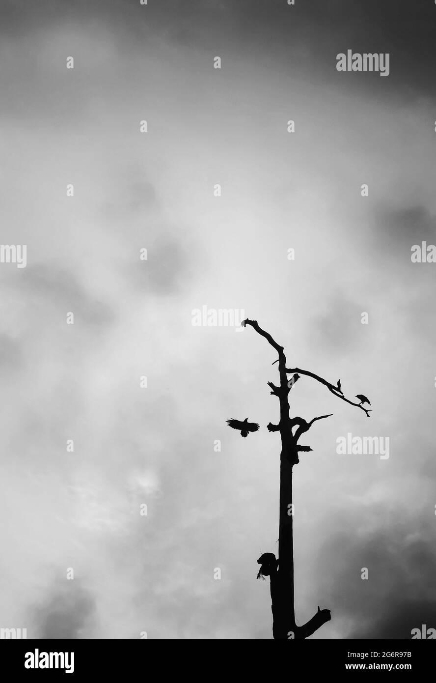 Uccelli che volano e si siedono su un albero con sfondo. Silhouette di bel tramonto. Foto Stock