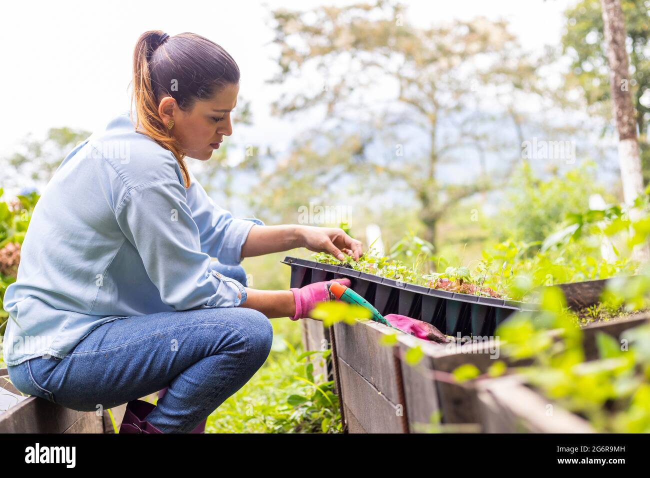 Donna che rimuove il seedling dal vassoio di germinazione per trapiantare Foto Stock