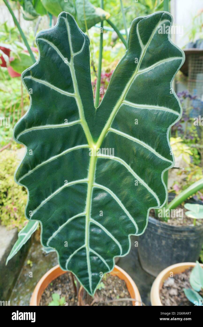 Alocasia cortato foglia. Foglia a forma di cuore e ondulata di una pianta  ornamentale Foto stock - Alamy