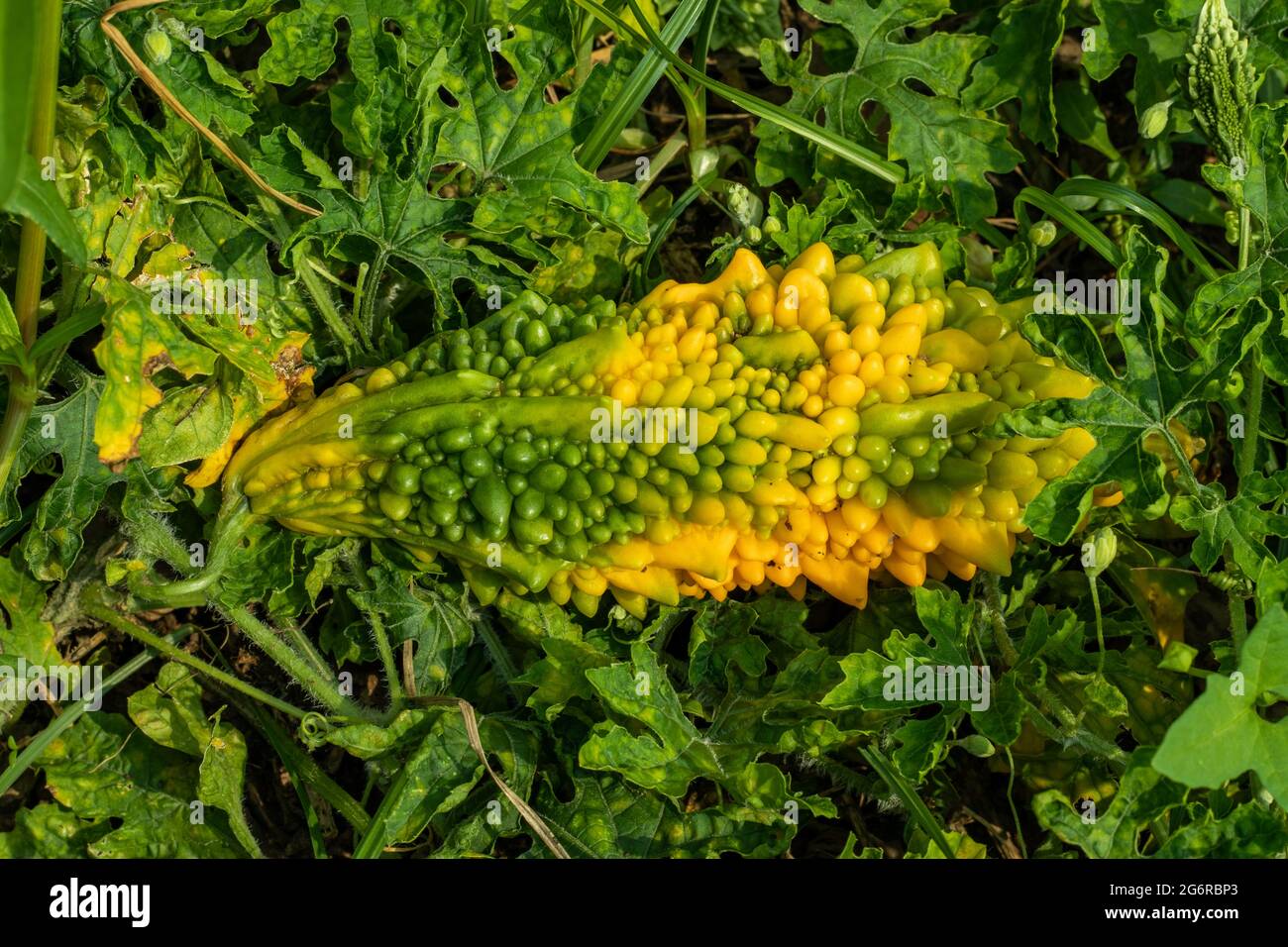 Melone amaro o zucca amara diabete melone amaro conosciuto anche come Momordica charantia è una pianta che prende il nome dal suo gusto e diventa più Foto Stock