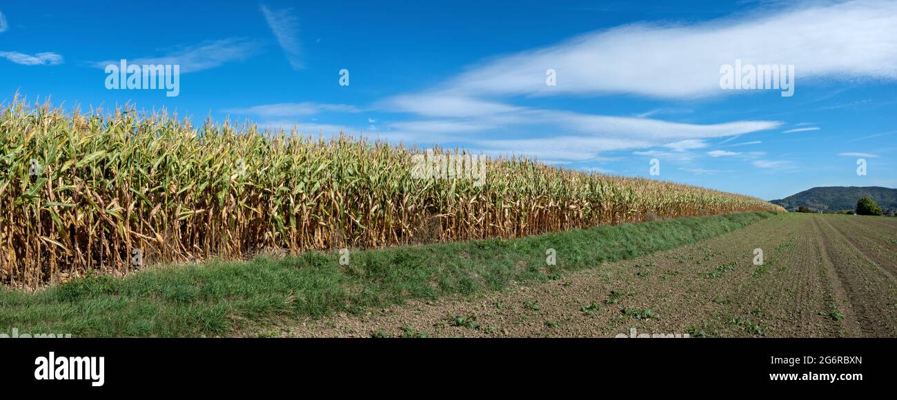 Bordo di un campo di mais con piante di mais a metà appassita dopo la siccità Foto Stock