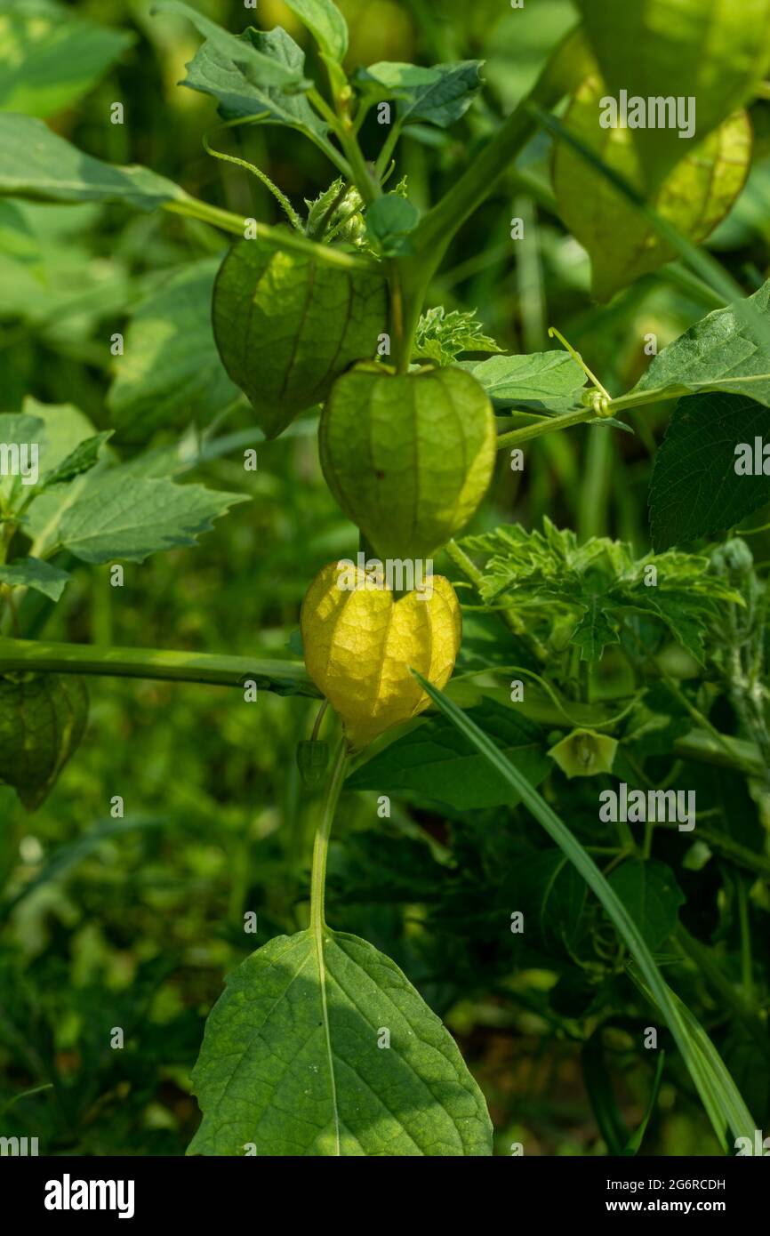 Il tomatillo o Baloon-Cherry, conosciuto anche come il pomodoro Husk, è una pianta della famiglia dei nightshade che porta piccolo, sferico, e verde o verde-porpora Foto Stock