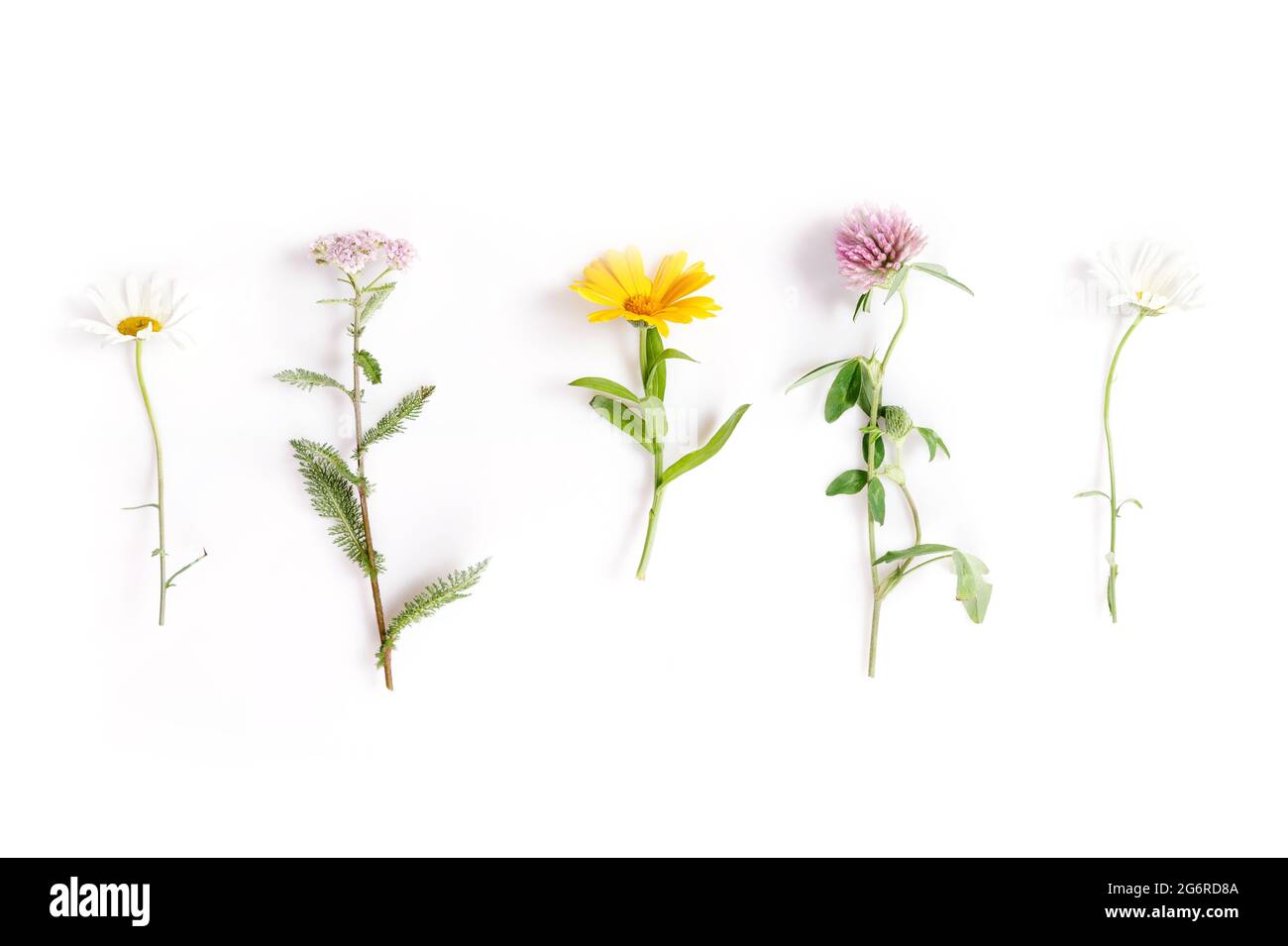 Camomilla, yarrow, calendula, trifoglio erbe medicinali isolato su sfondo bianco, piatto Foto Stock